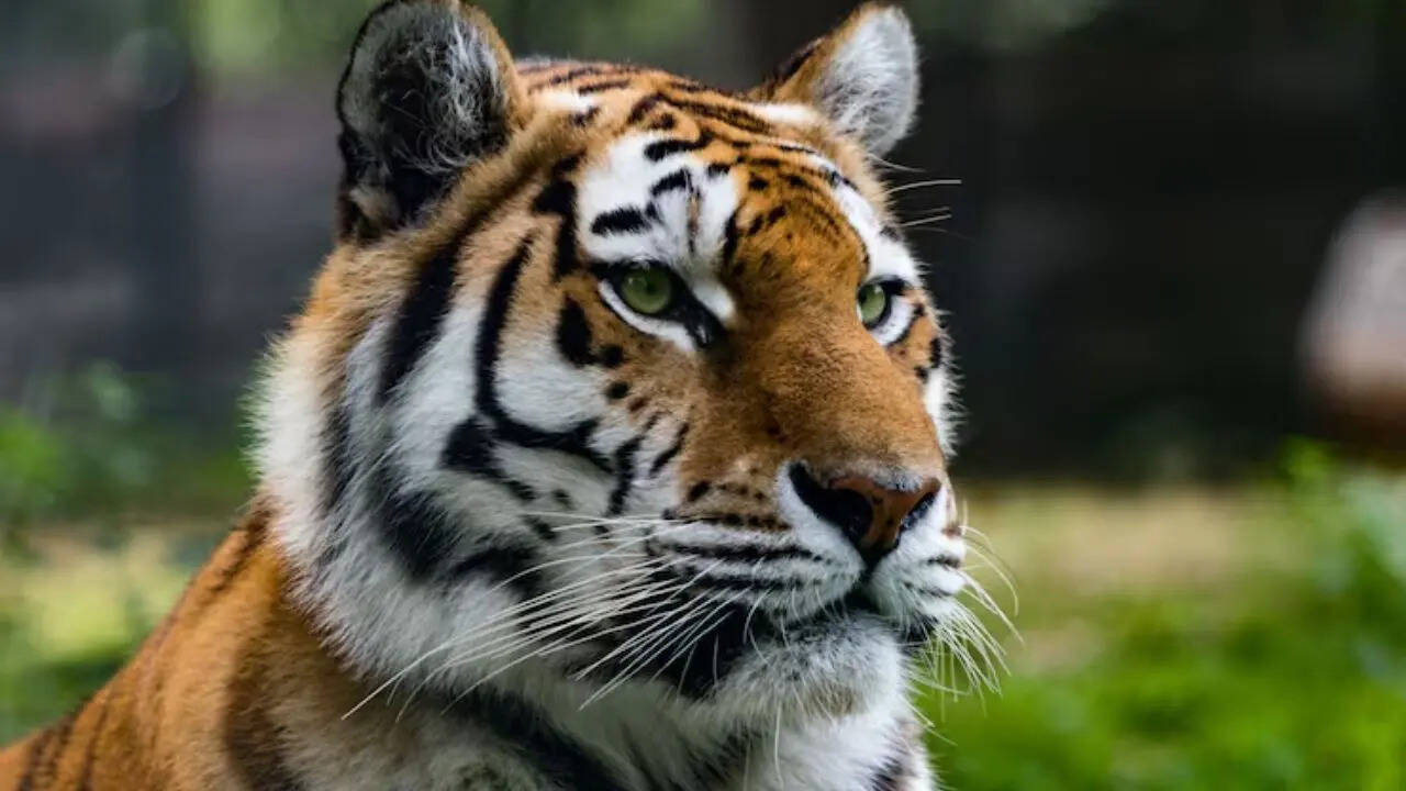 रूस बाघों की दूसरी सबसे बड़ी आबादी