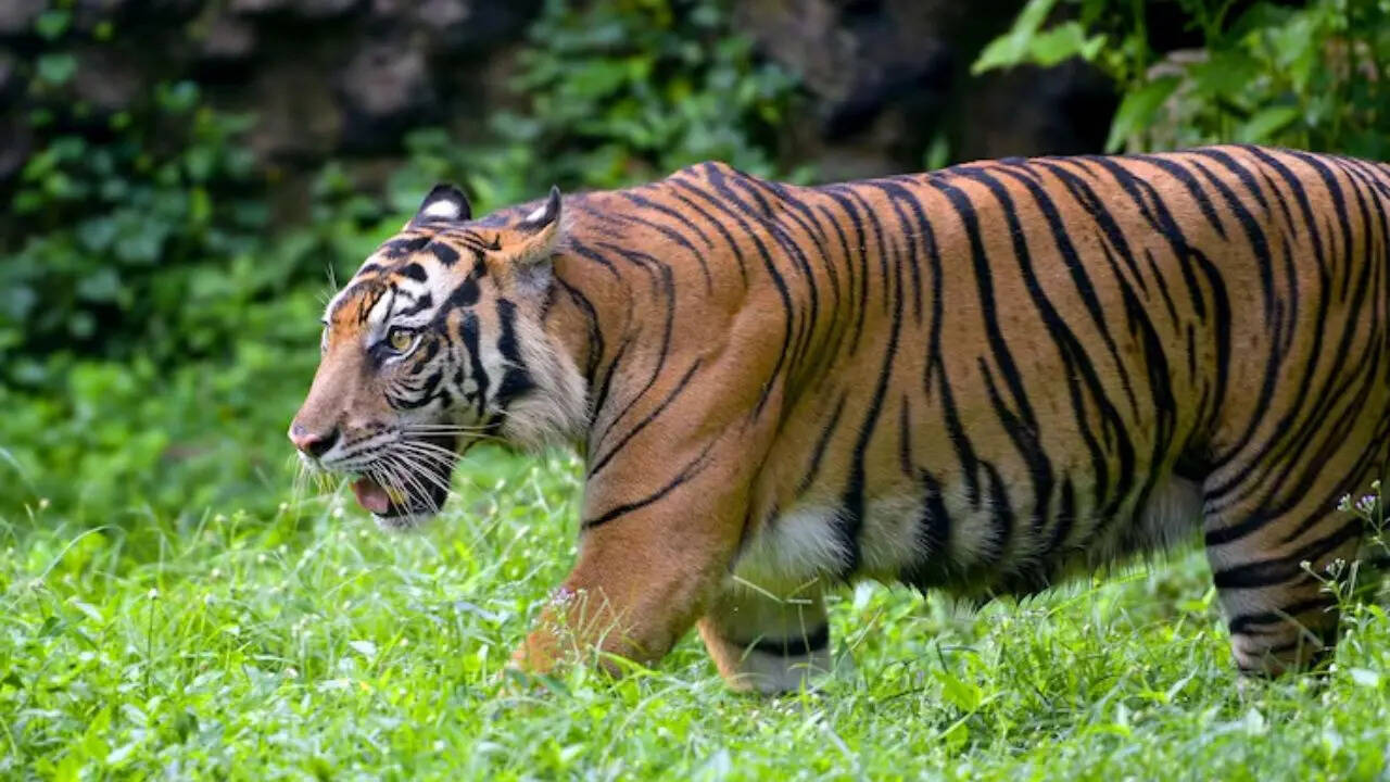 58 टाइगर रिजर्व