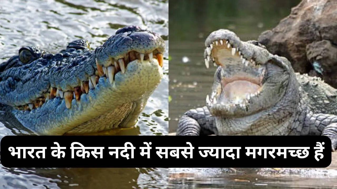 भारत के इस नदी में सबसे ज्यादा मगरमच्छ हैं