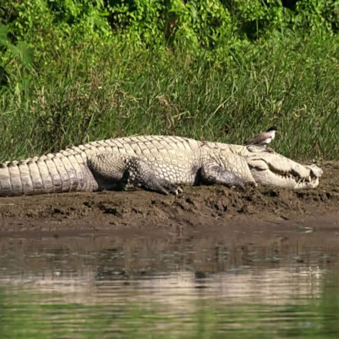 नदी के किनारे देते हैं अंडा