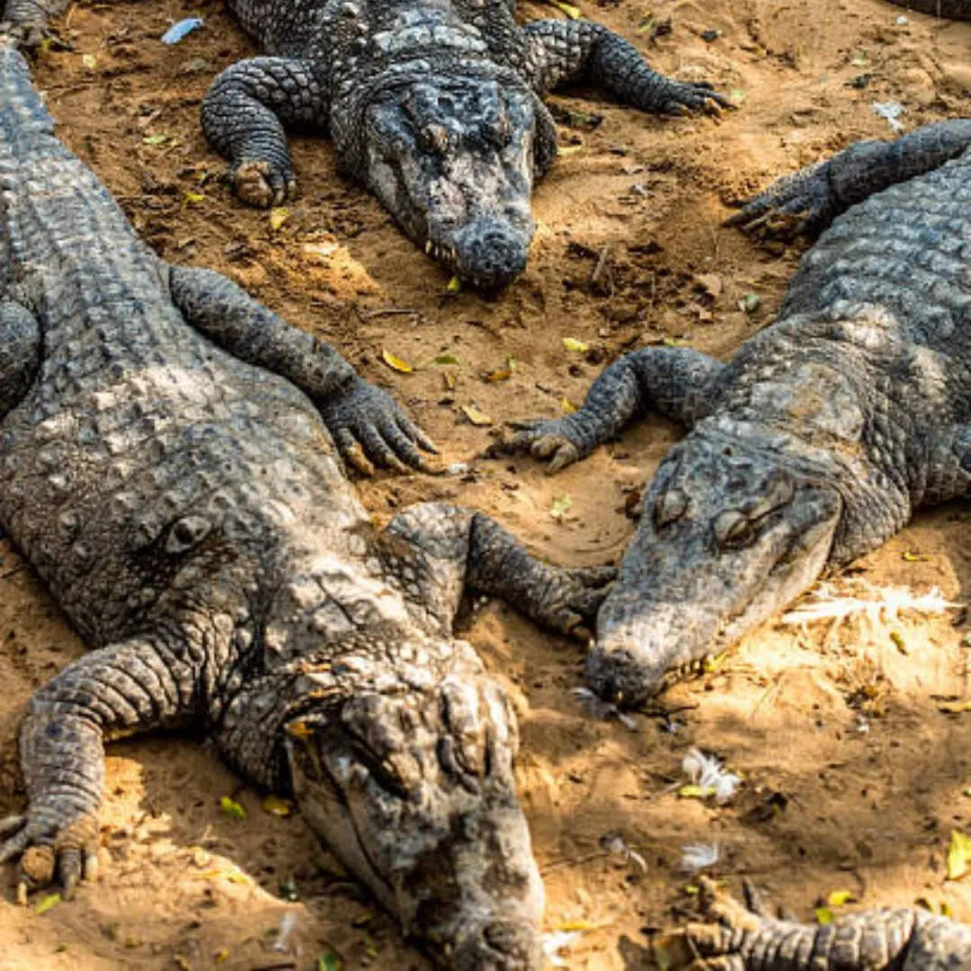 इतने किलोमीटर लंबी