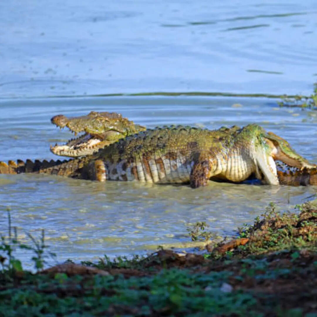 यहां से निकलती है