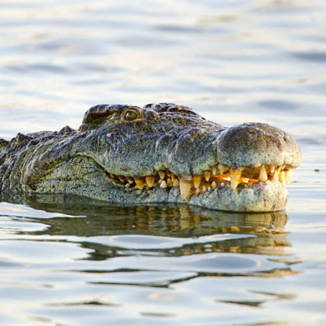 कहा जाता है घड़ियालों का अड्डा