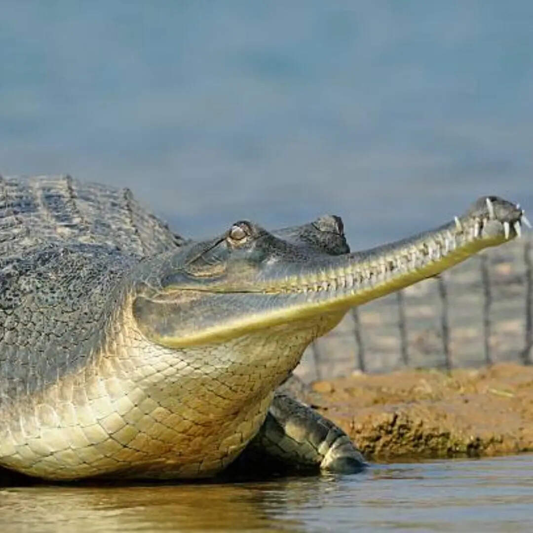 इस नदी में भी सबसे ज्यादा मगरमच्छ