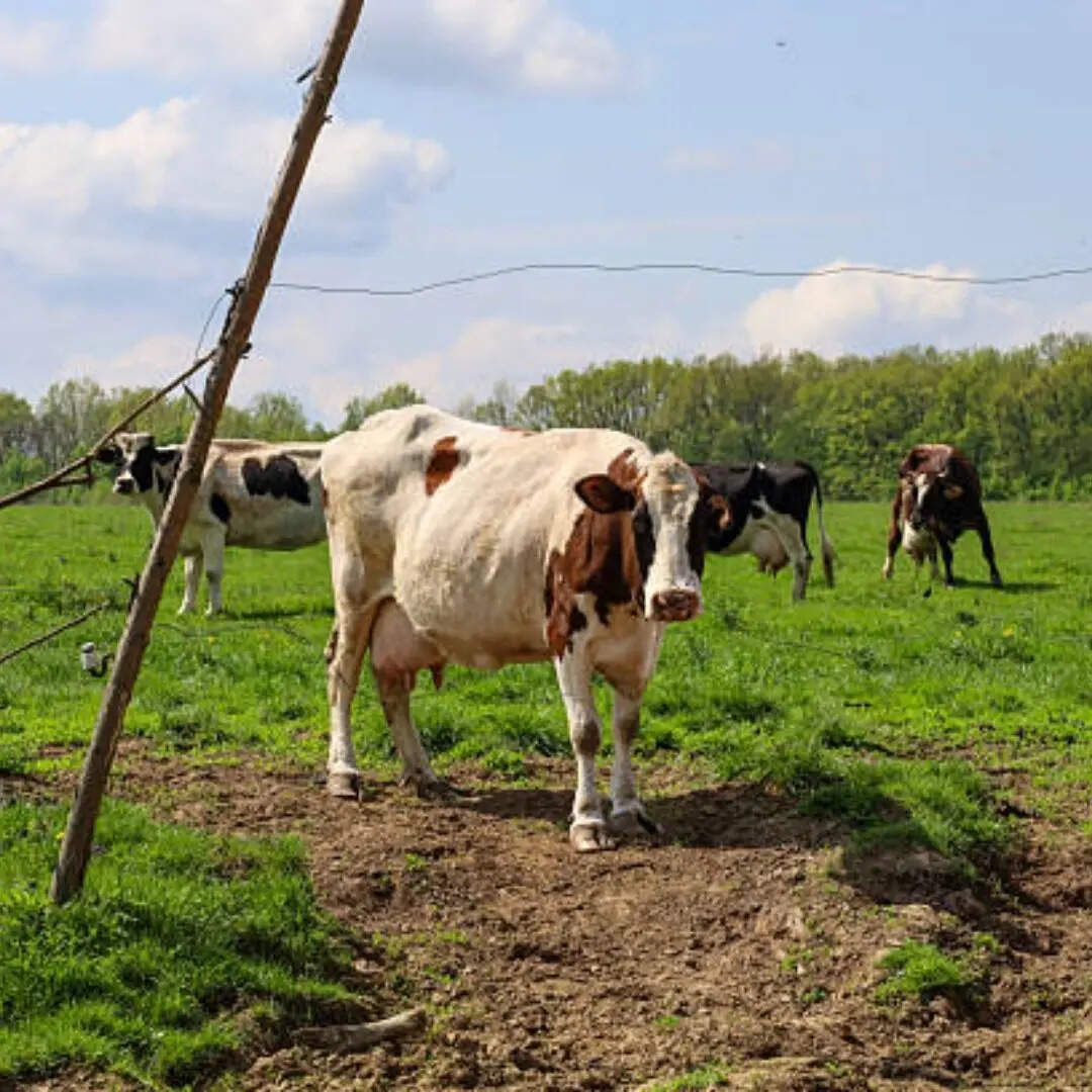 नई रजिस्टर्ड स्वदेशी नस्लें