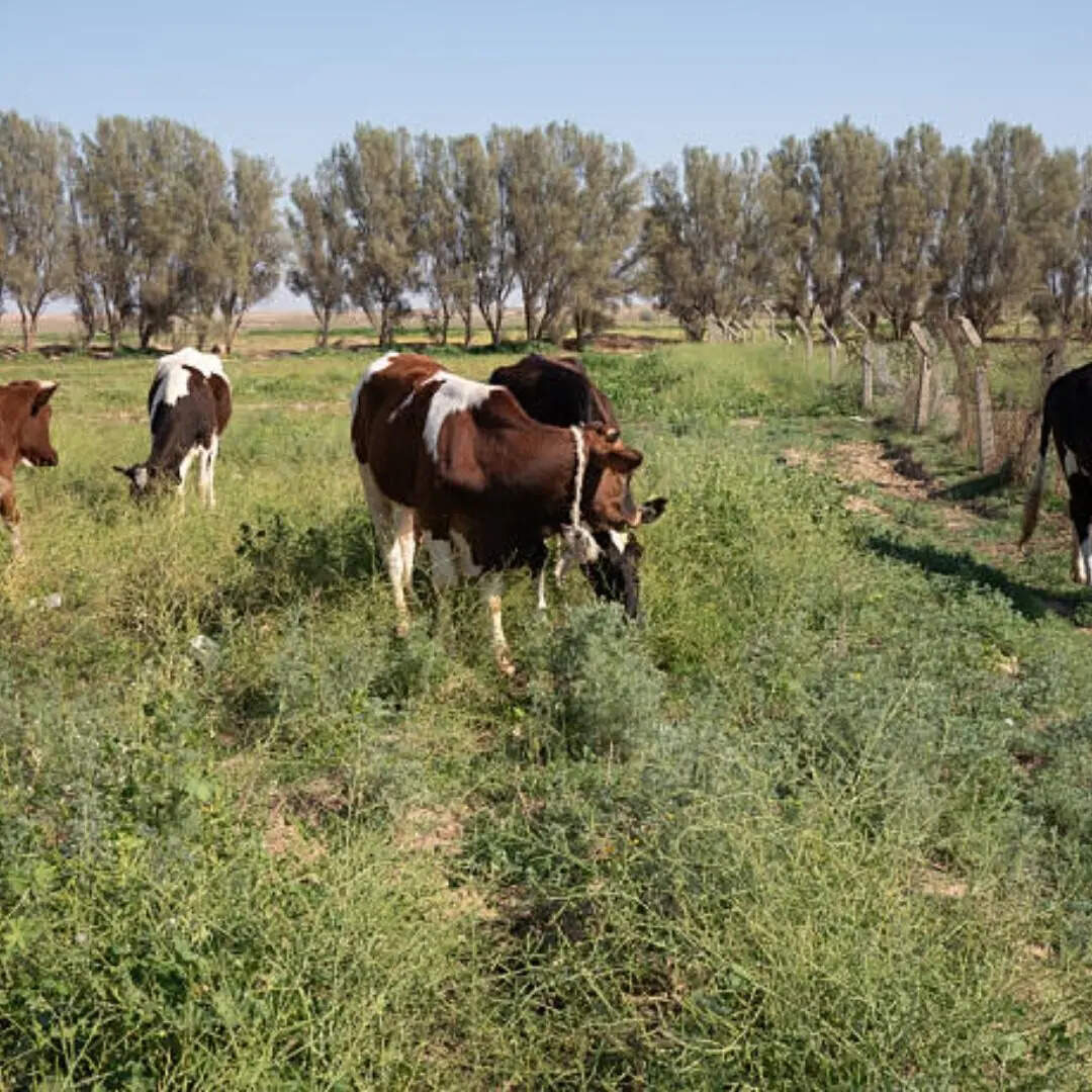 जलवायु परिवर्तन और आनुवंशिक संसाधन