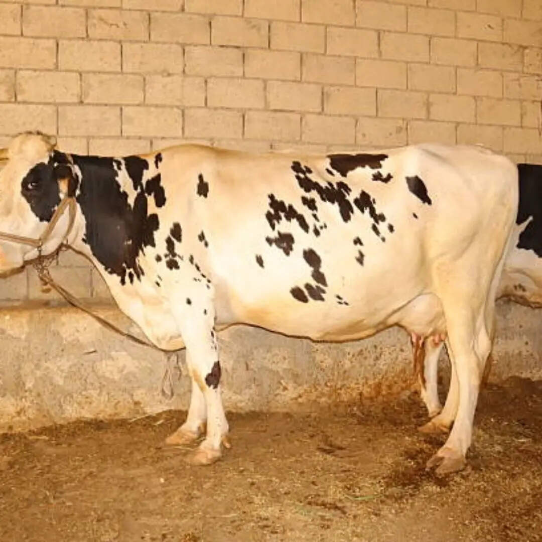 स्वदेशी नस्लों के संरक्षण पर जोर