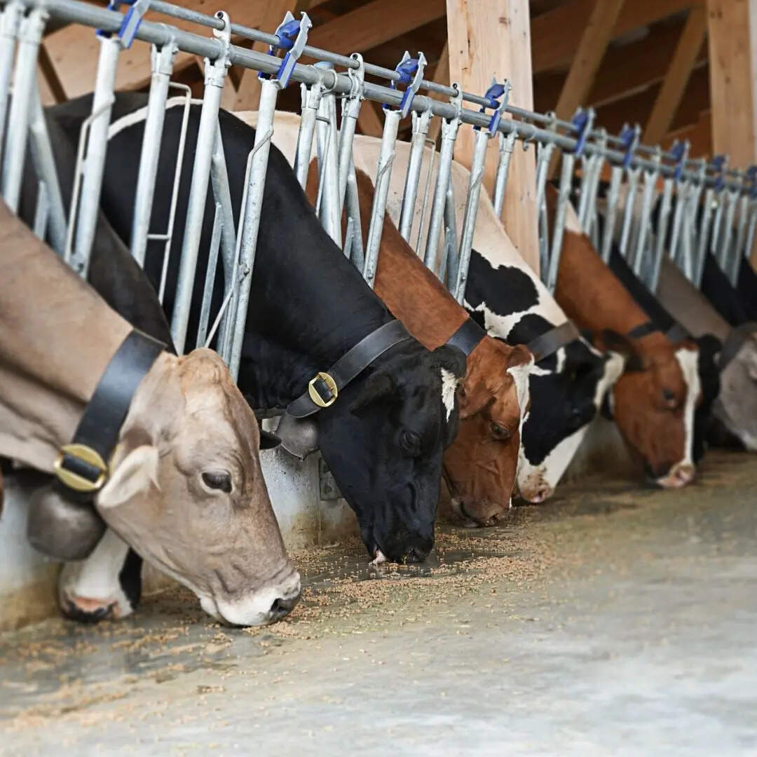 कार्यक्रम में 16 नई नस्लों को मिला प्रमाणपत्र