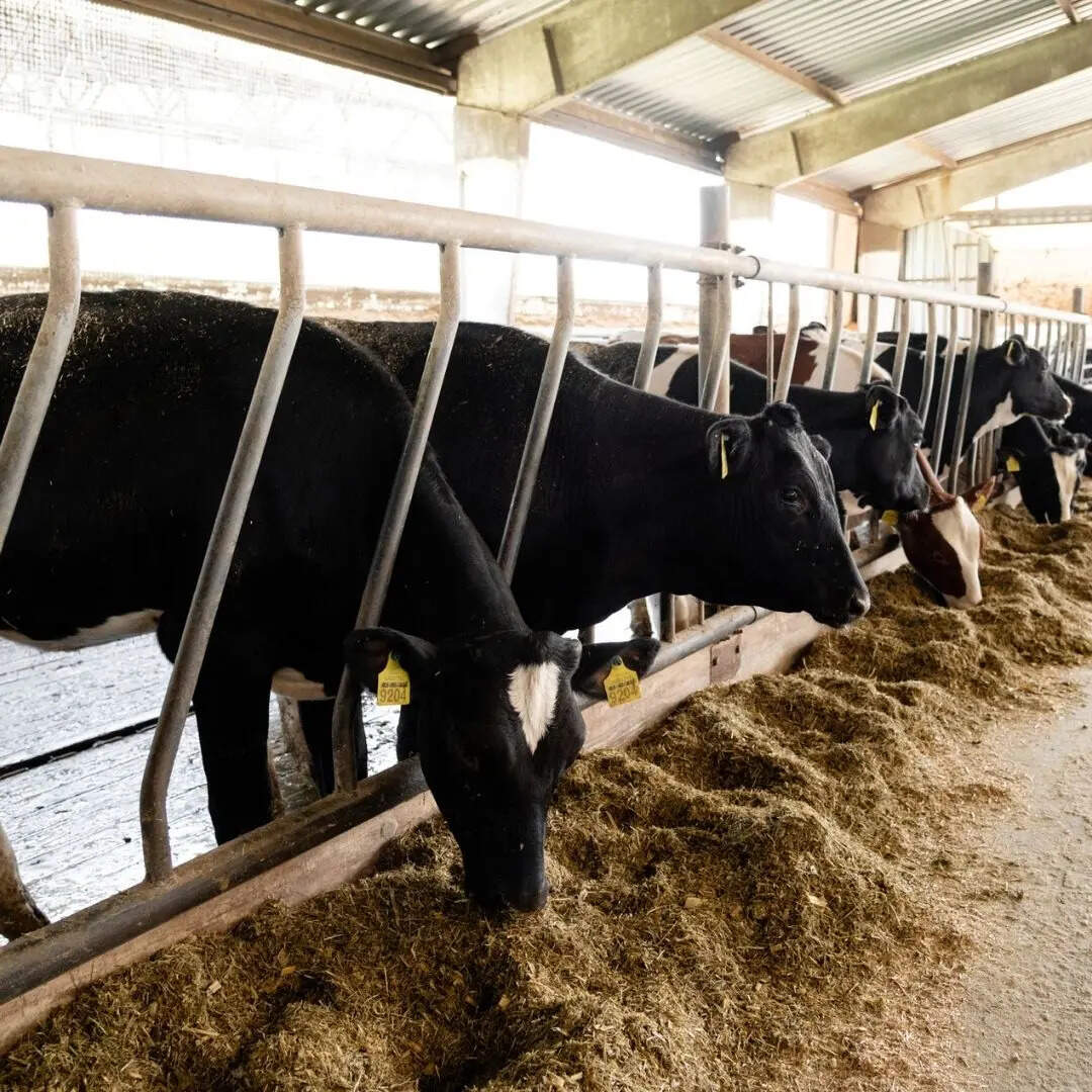 रजिस्टर्ड पशुधन नस्लों की संख्या 246 हुई