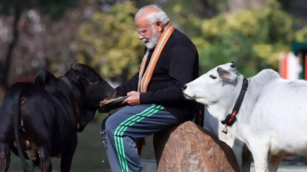 pm modi punganur dwarf cattle world smallest cow pm modi apne aawas par ...