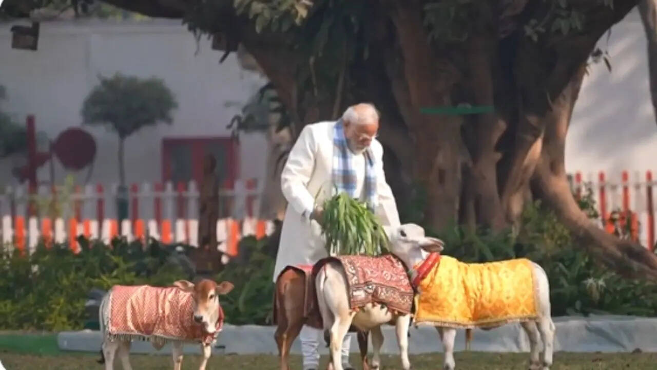 pm modi punganur dwarf cattle world smallest cow pm modi apne aawas par ...