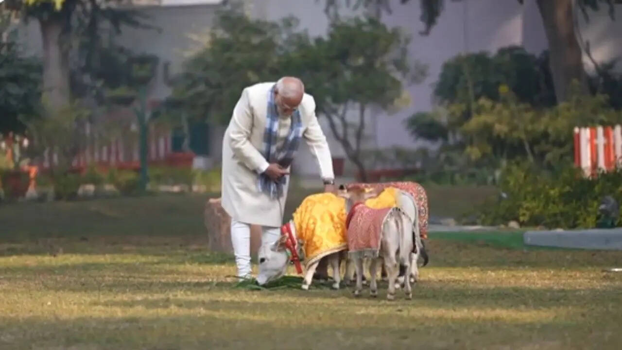 pm modi punganur dwarf cattle world smallest cow pm modi apne aawas par ...