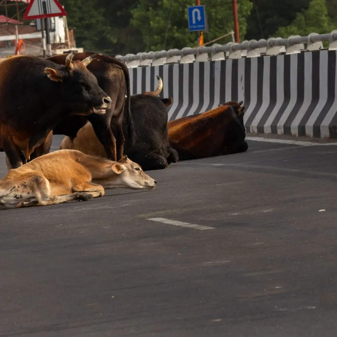 NHAI Launches Real Time Stray Animal Alert System on National Highways ...