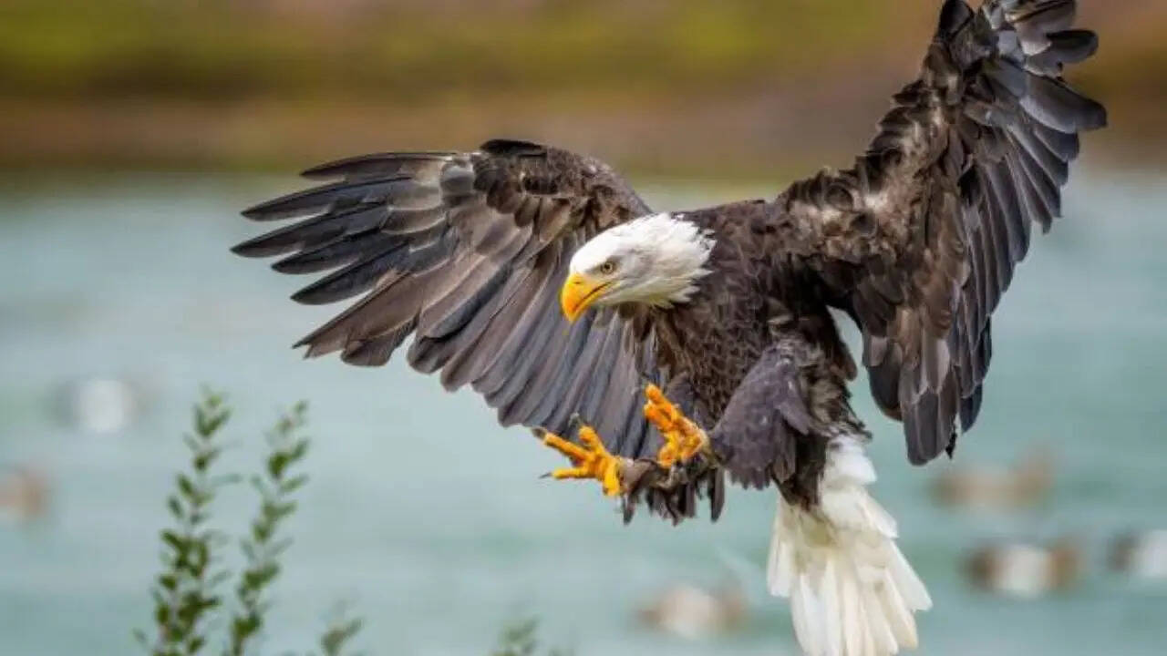 ​Bald Eagle शक्ति का प्रतीक 
