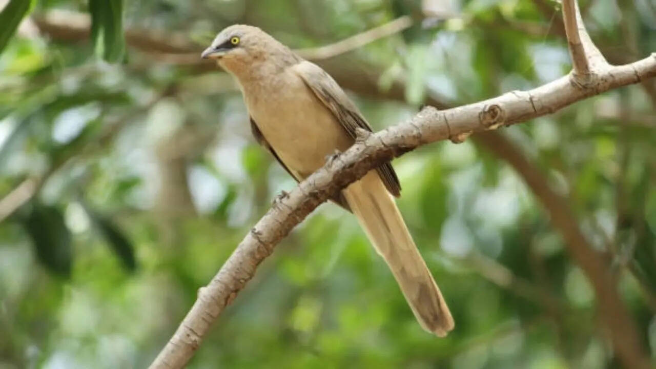  ईरान की संस्कृति में इसका खास स्थान