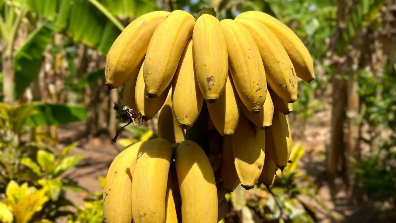 kaun sa fal khane se ghode jaisi takat milati hai: which fruit is ...
