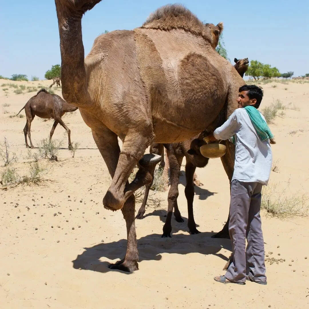 India’s First Camel Milk Processing Plant at Kutch in Gujarat Sarhad ...