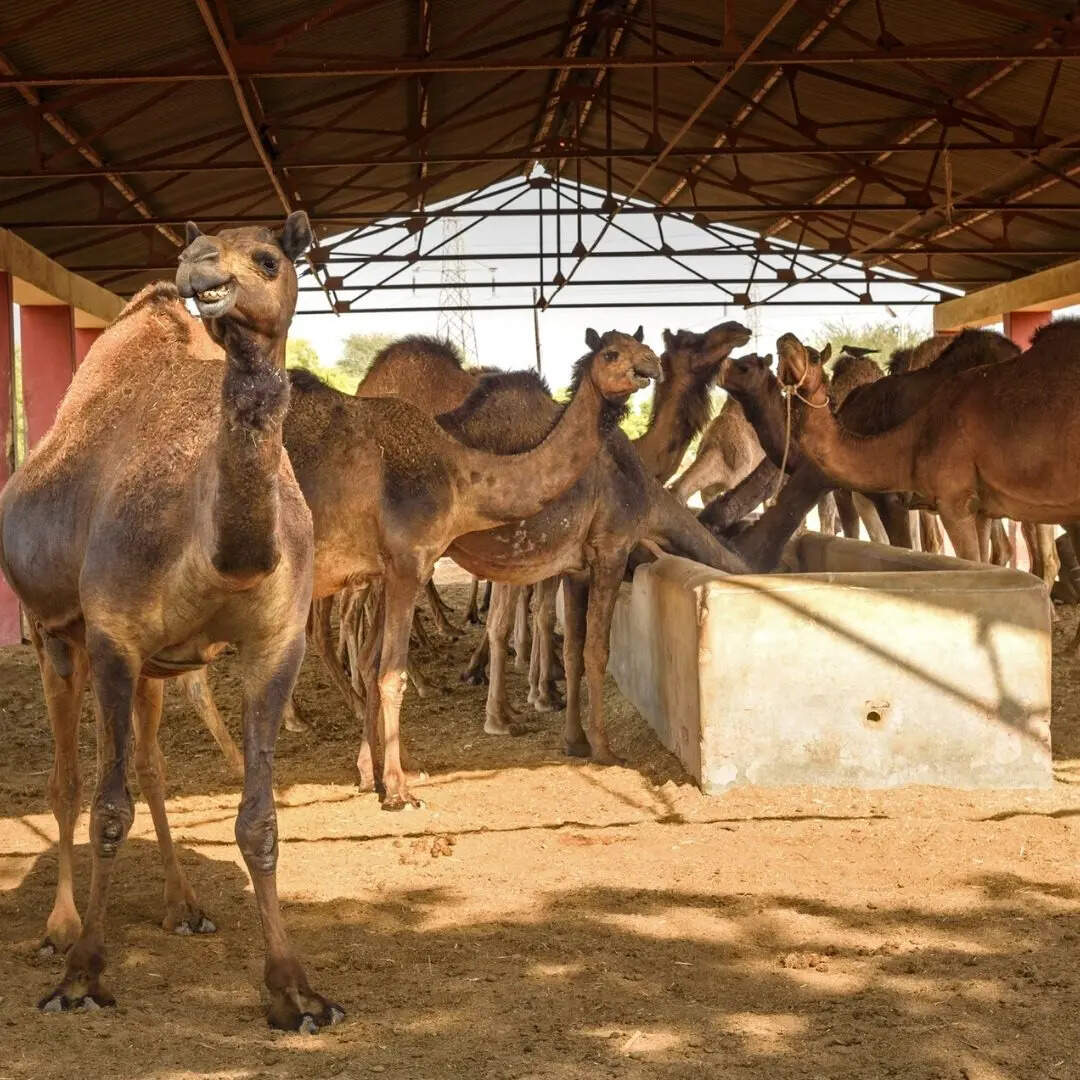 India’s First Camel Milk Processing Plant at Kutch in Gujarat Sarhad ...