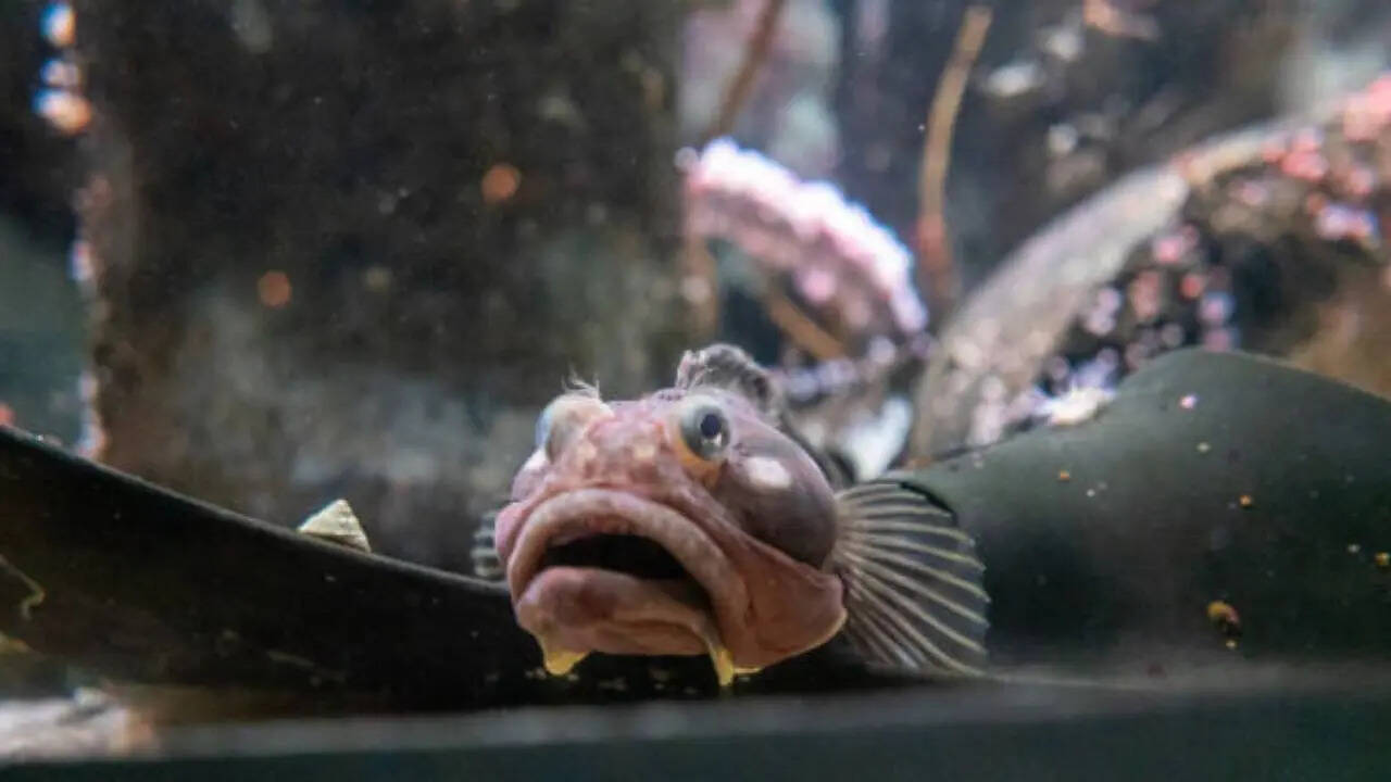 Blobfish The World Saddest Looking Fish Found in Deep Sea Near ...