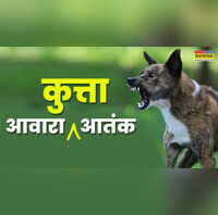 8-10 आवारा कुत्तों ने पार्क में खेल रहे बच्चों पर बोला हमला 5 साल की बच्ची को काटा