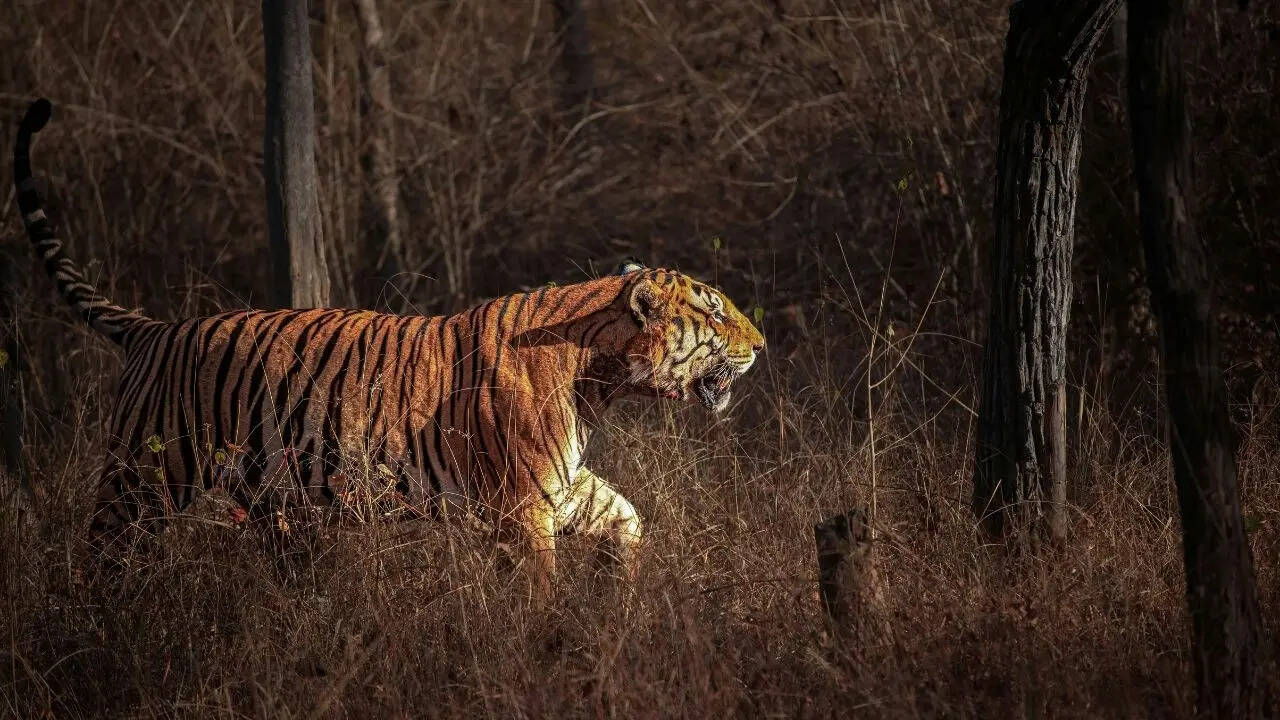 क्या है पश्चिमी हिस्सा