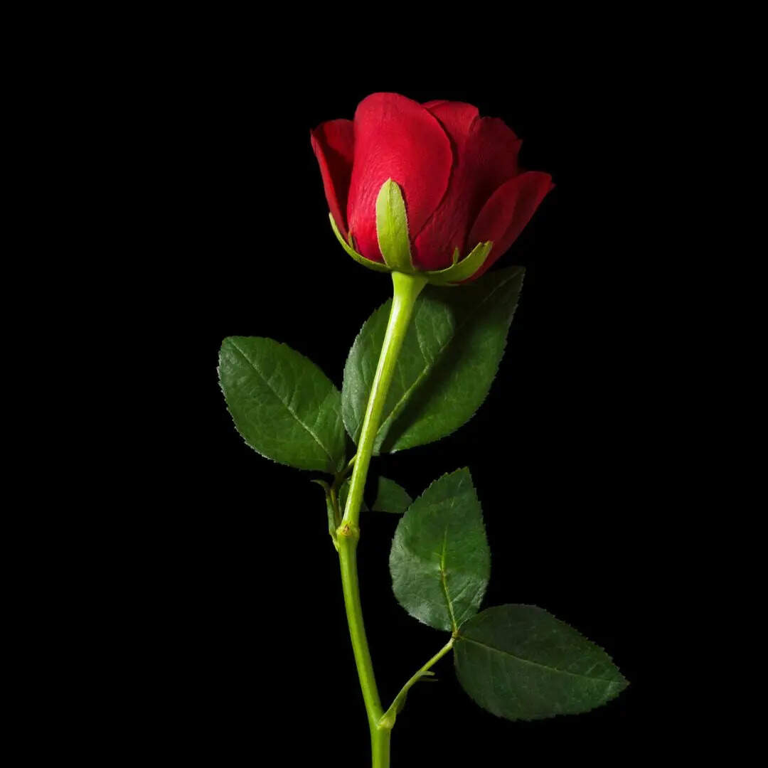 आख़िर को रूह तोड़ ही देगी हिसार-ए-जिस्म, कब तक असीर ख़ुशबू रहेगी गुलाब में