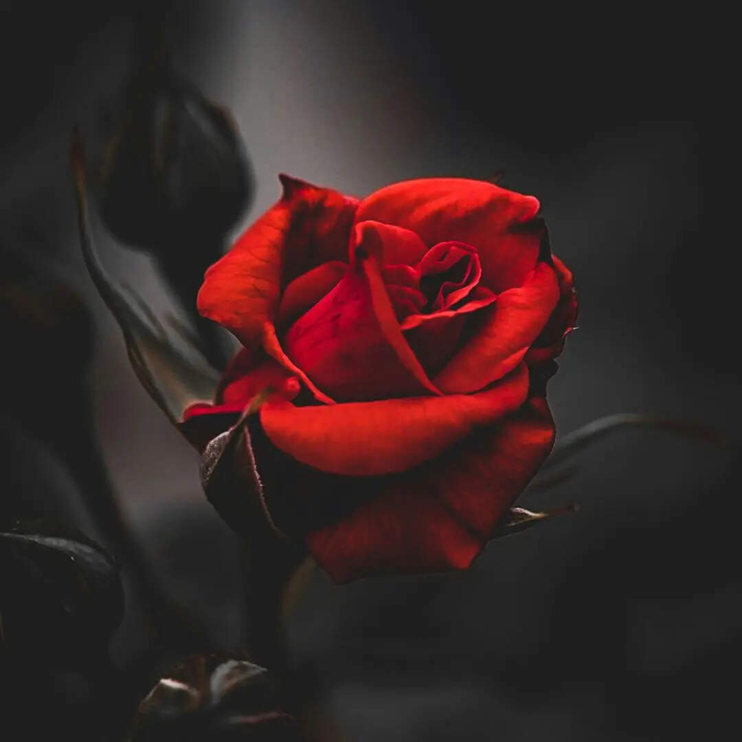 अज़ाब होती हैं अक्सर शबाब की घड़ियां, गुलाब अपनी ही ख़ुश्बू से डरने लगते हैं