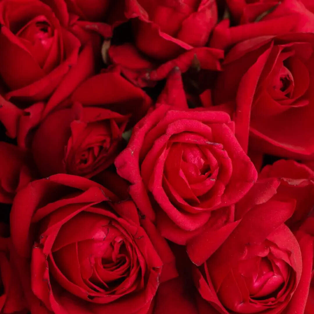 भरी बहार में इक शाख़ पर खिला है गुलाब, कि जैसे तू ने हथेली पे गाल रक्खा है