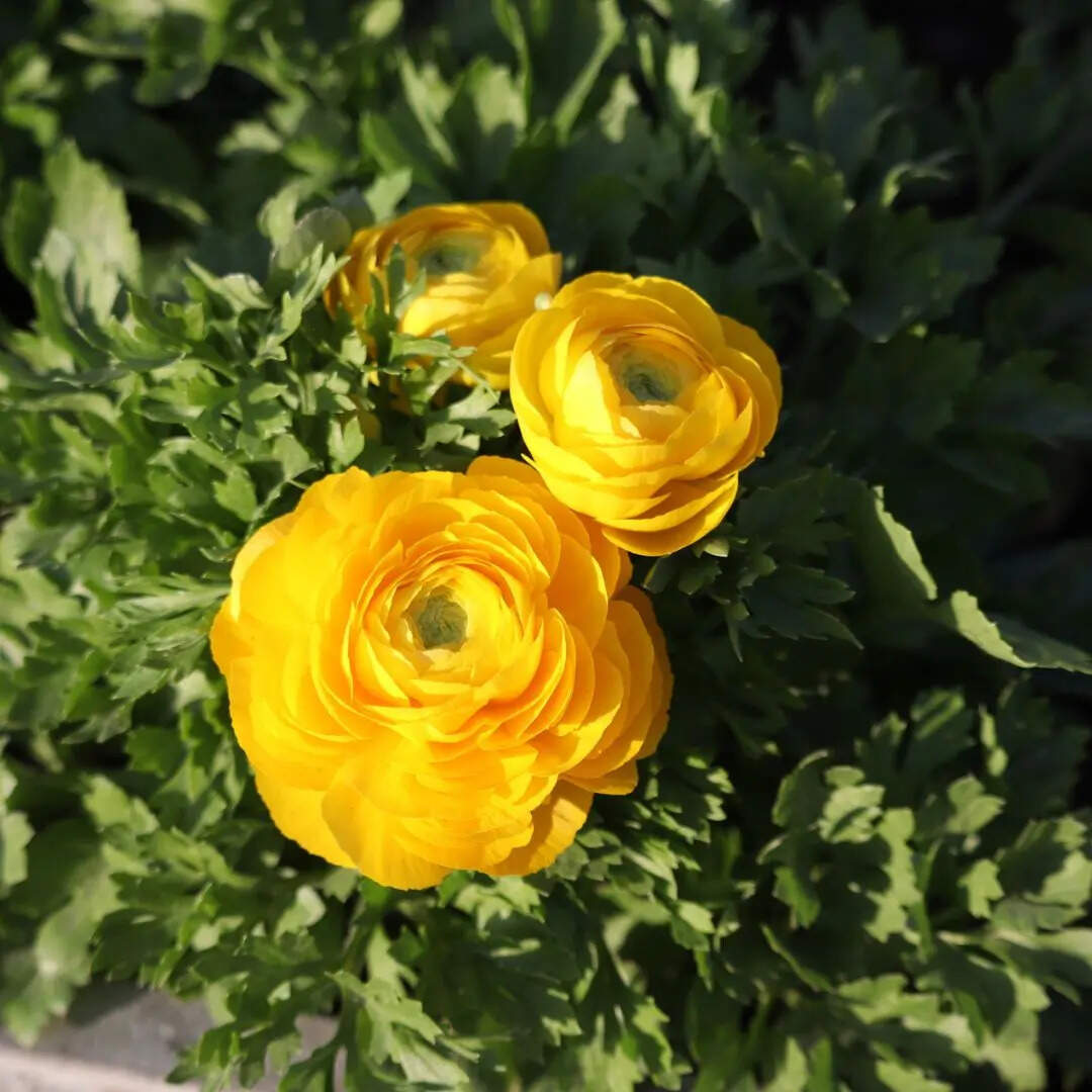 बुरी सरिश्त न बदली जगह बदलने से,  चमन में आ के भी कांटा गुलाब हो न सका