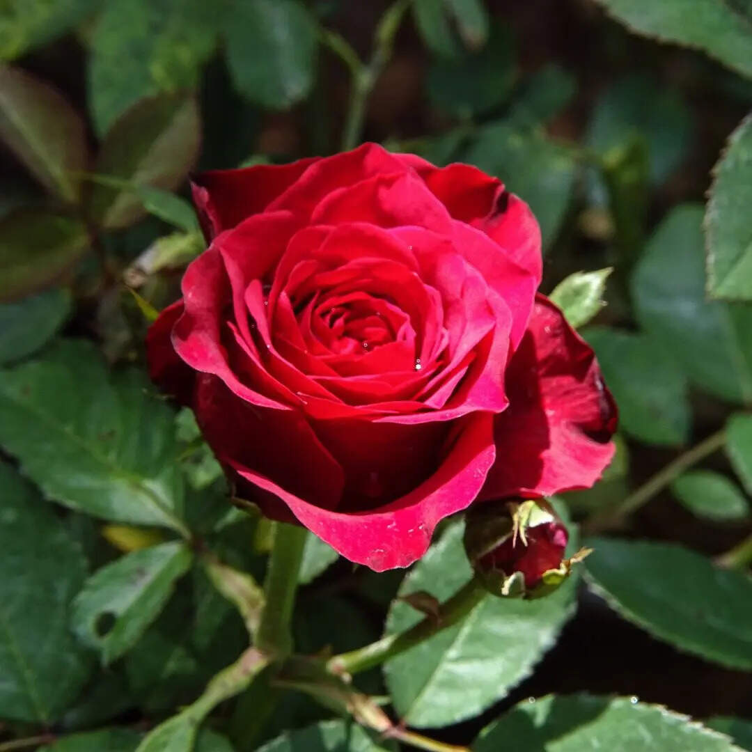 गुलों में रंग भरे बाद-ए-नौ-बहार चले, चले भी आओ कि गुलशन का कारोबार चले