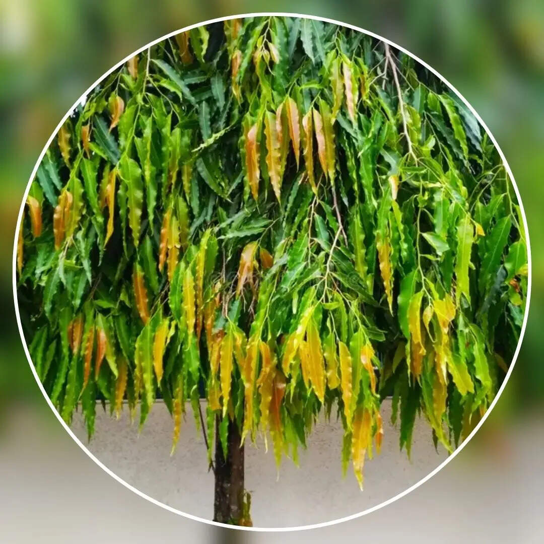 General Knowledge Uttar Pradesh State Tree Name in Hindi uttar pradesh ...