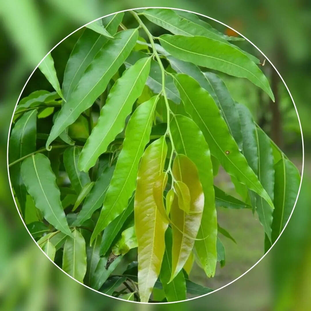 General Knowledge Uttar Pradesh State Tree Name in Hindi uttar pradesh ...