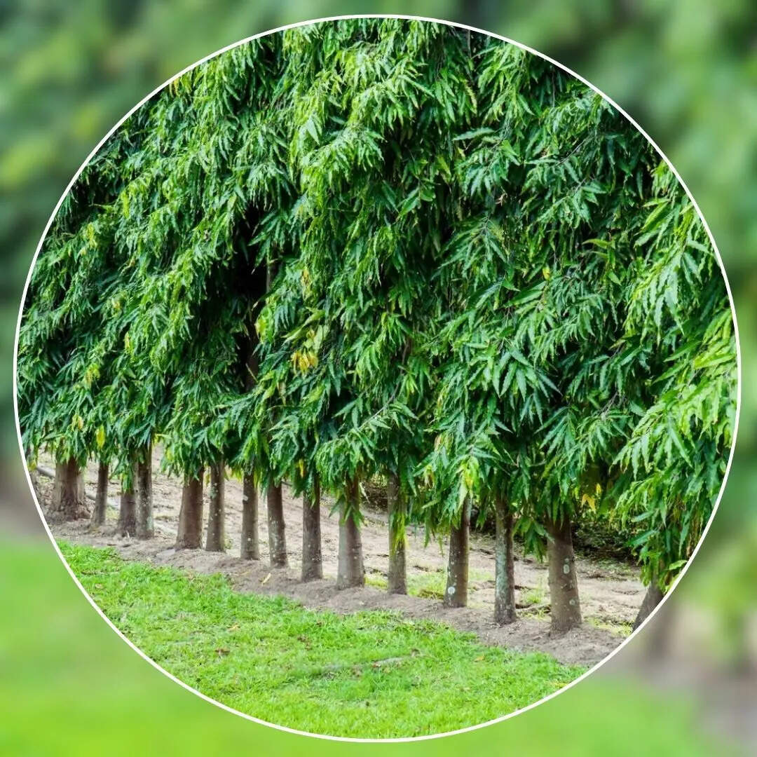 General Knowledge Uttar Pradesh State Tree Name in Hindi uttar pradesh ...