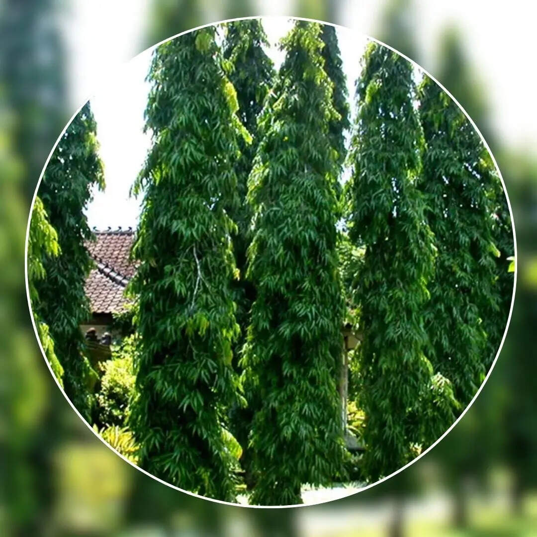 General Knowledge Uttar Pradesh State Tree Name in Hindi uttar pradesh ...