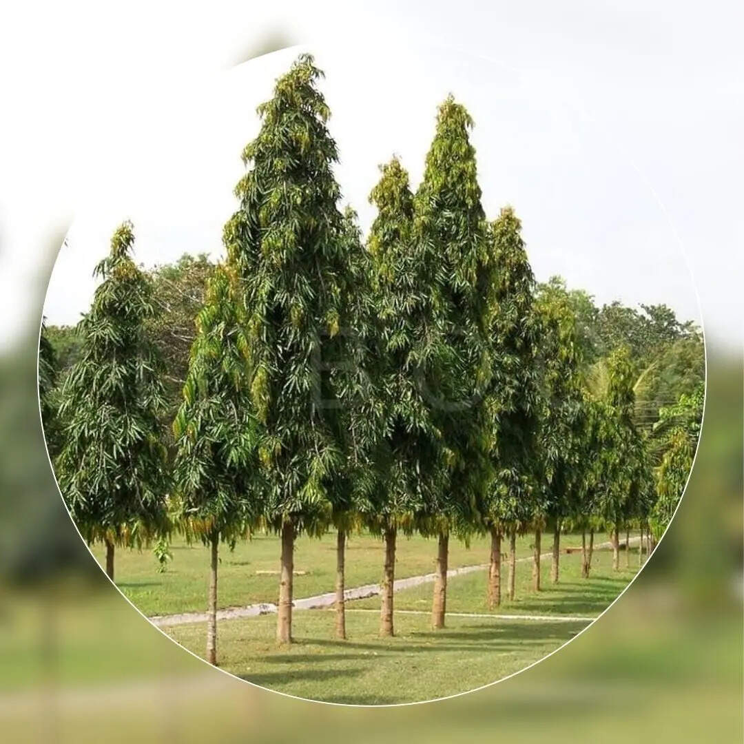 General Knowledge Uttar Pradesh State Tree Name in Hindi uttar pradesh ...