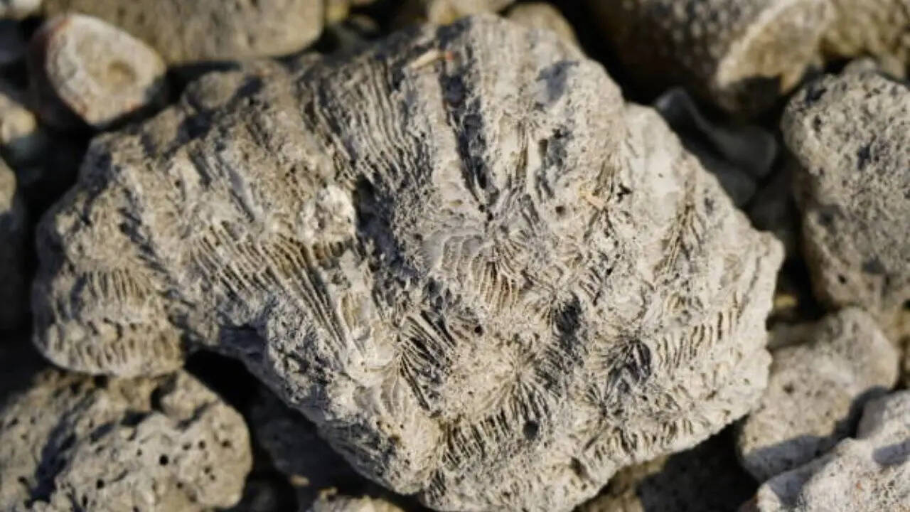 वैकल्पिक सप्लाई चेन चाहते हैं देश