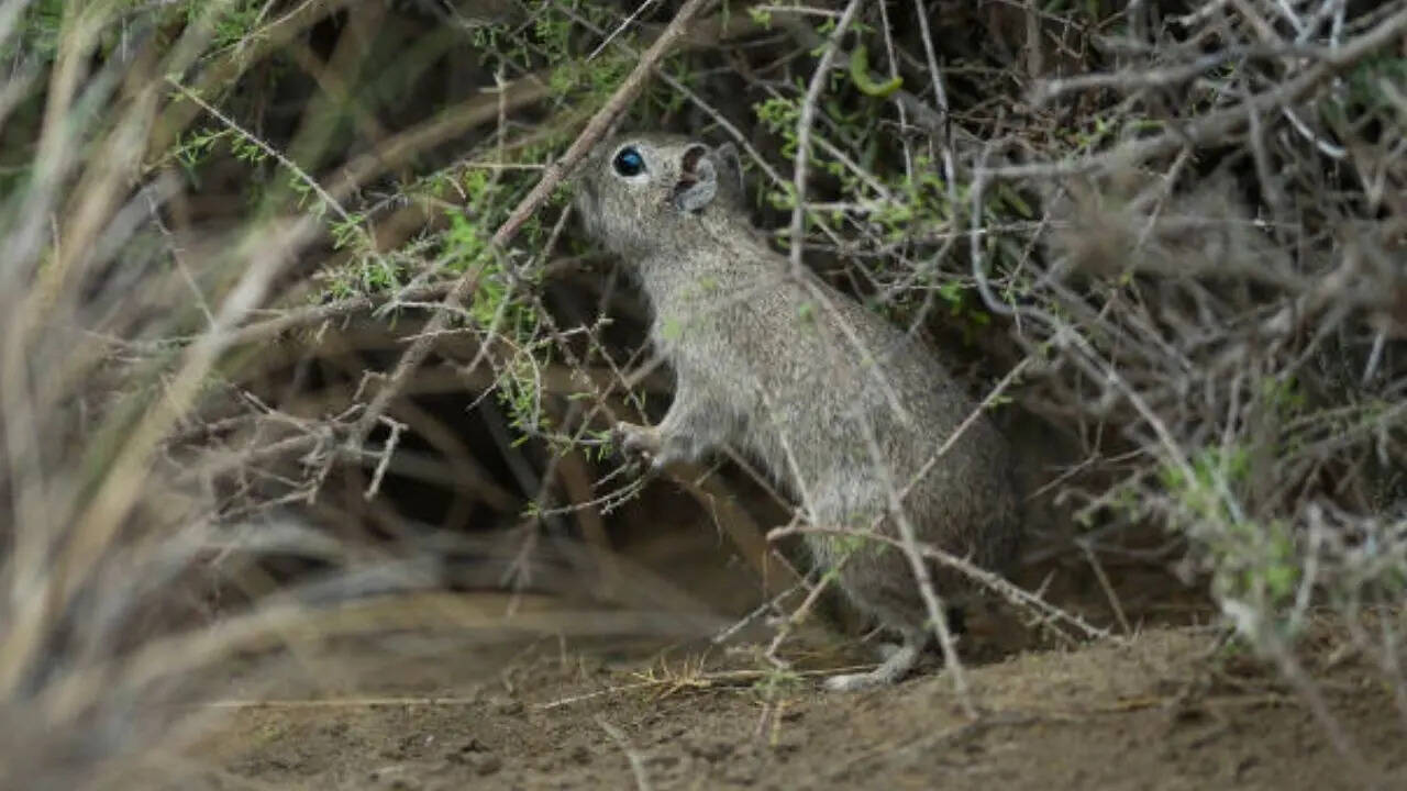 प्रकृति के संतुलन को बनाए रखने में मदद