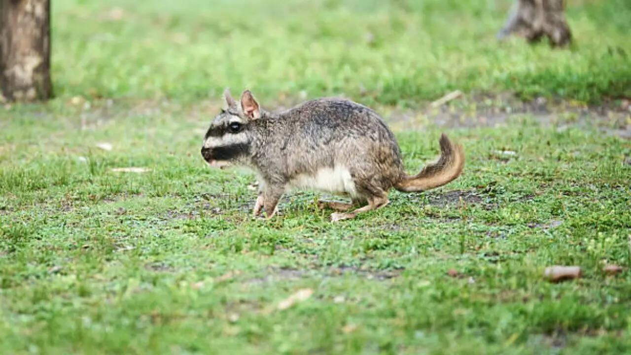 रात में ज्यादा सक्रिय 