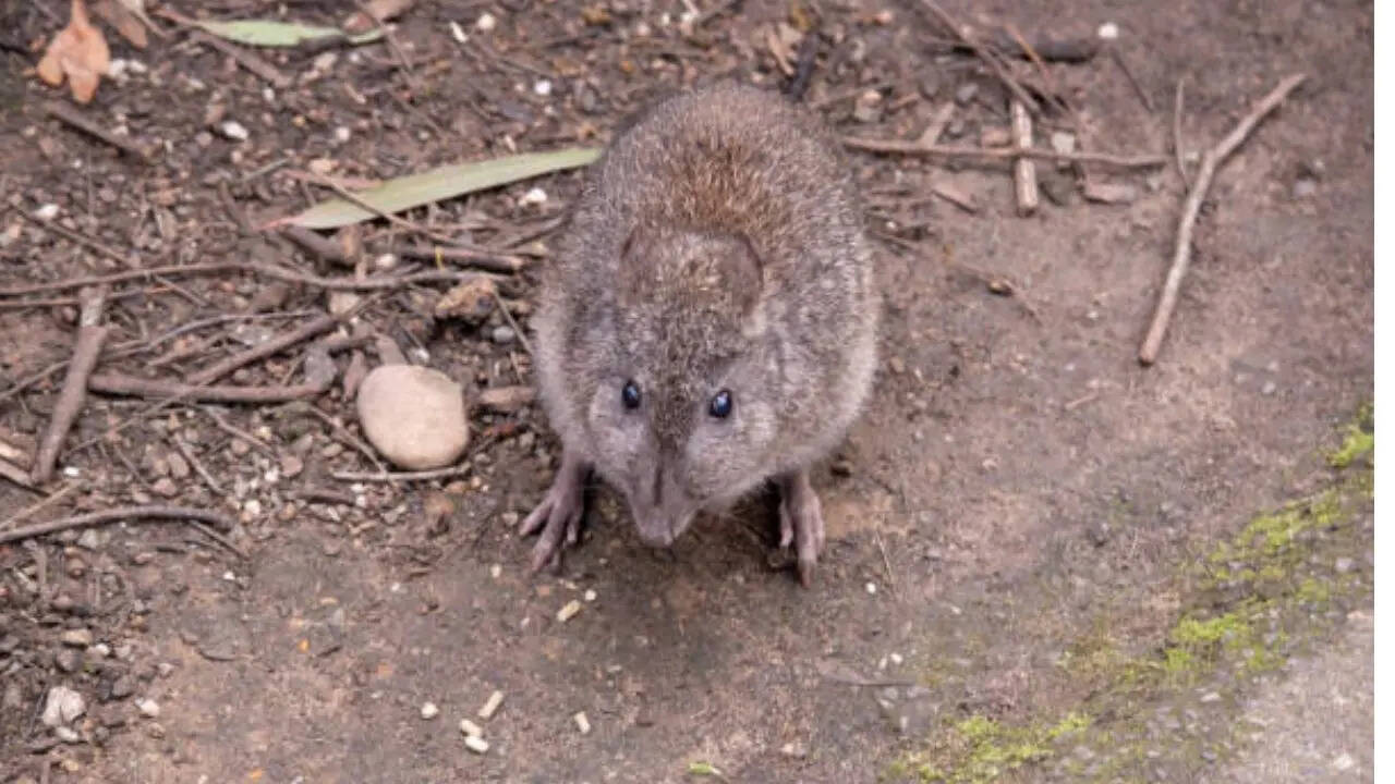  बेहद अद्भुत जीव