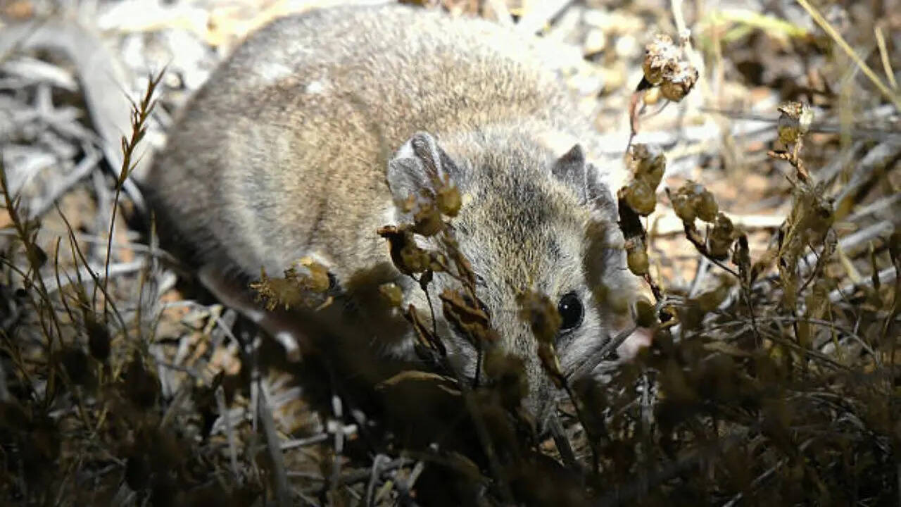 दुनिया के सभी स्तनधारियों में सबसे कम 