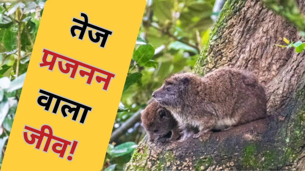 दिखने में चूहे जैसा