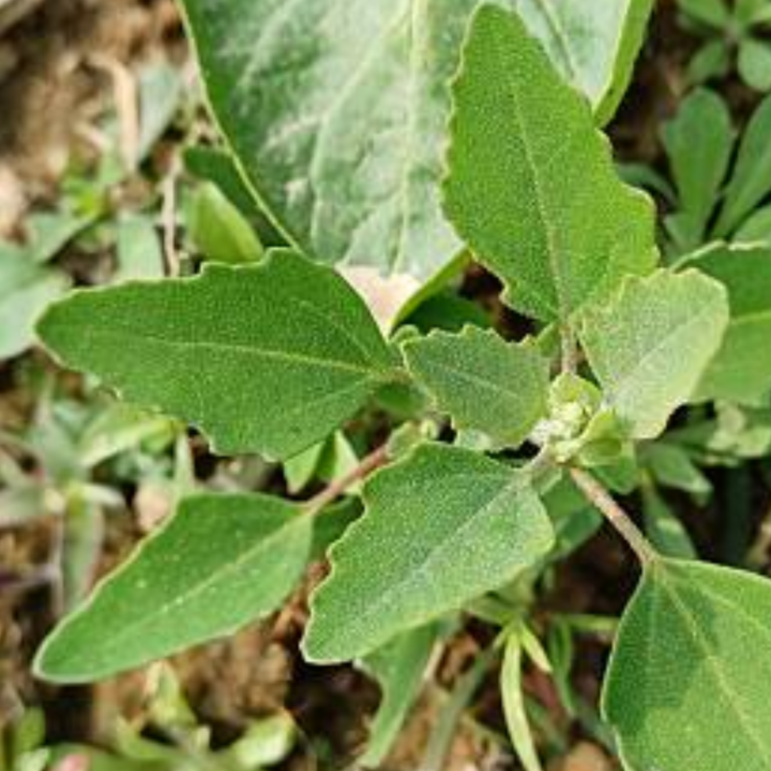 बथुआ क्यों हैं खास