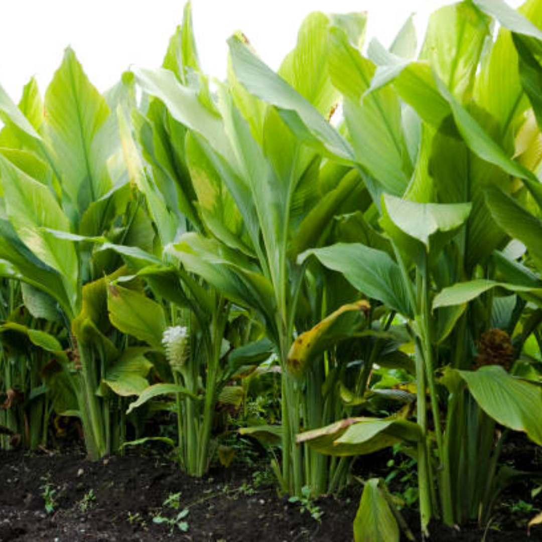 दर्द और सूजन में राहत