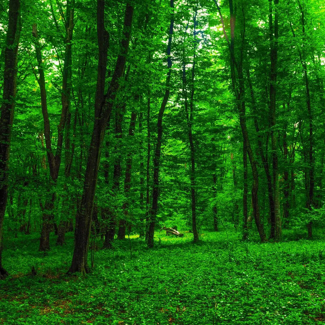 जलवायु को करता है नियंत्रित 