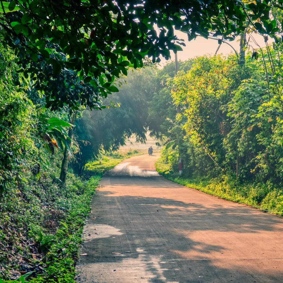 दुनिया का सबसे  बड़ा जंगल