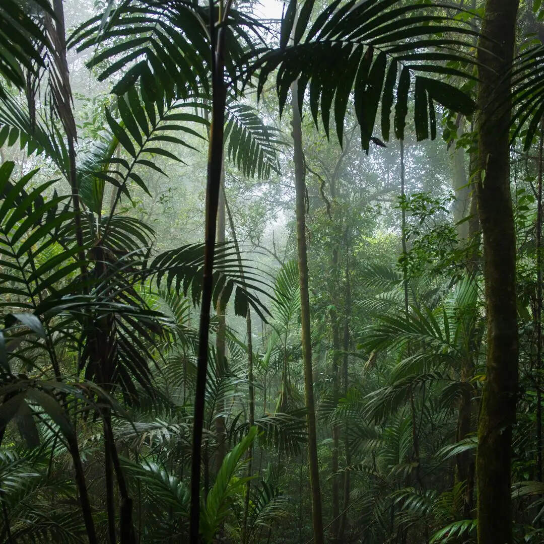 दुनिया का सबसे बड़ा जंगल 