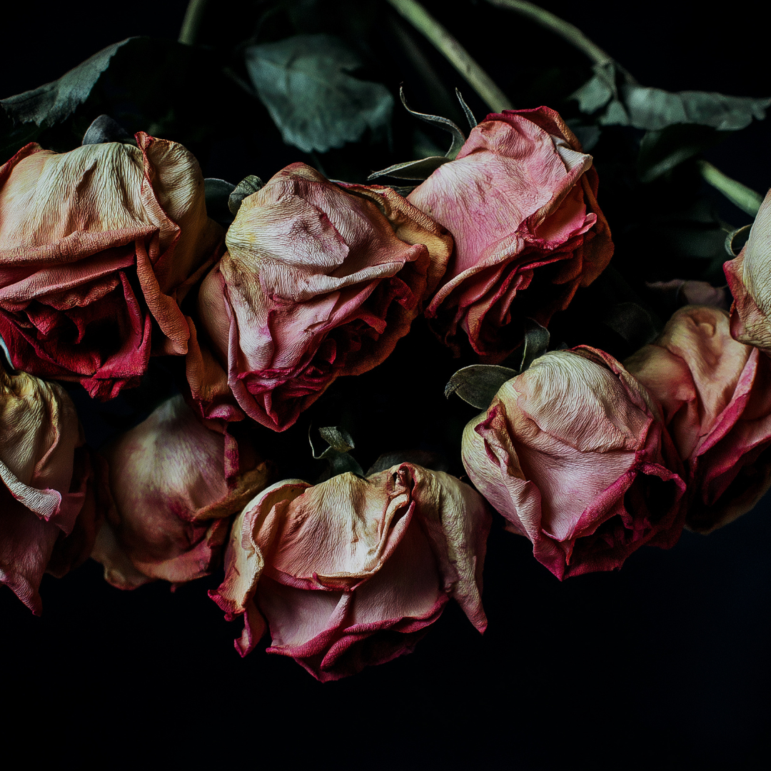 इस तरह के गुलाब भी न दें