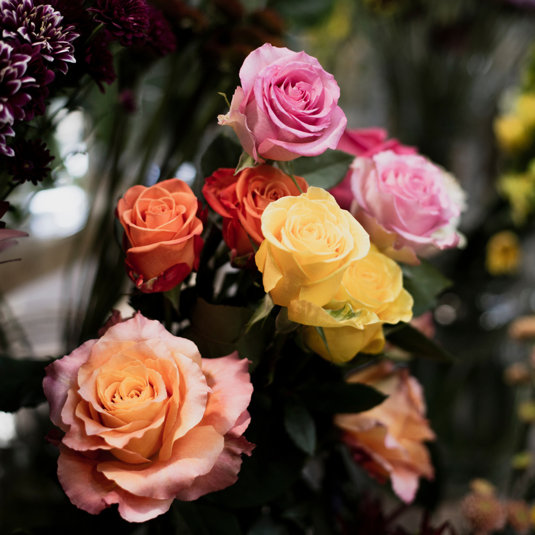 अलग अलग रंगों के गुलाब 