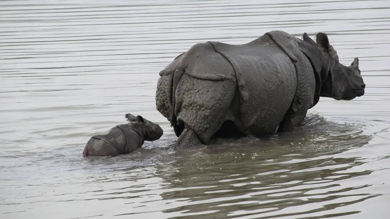 वनस्पतियों के बदलाव ने बदली तस्वीर