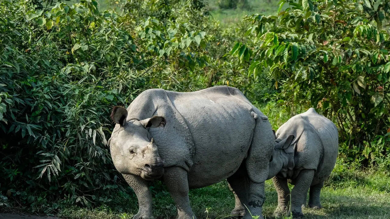 शिकार और मानवीय दबाव की दोहरी मार